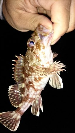 ガシラの魚影濃い